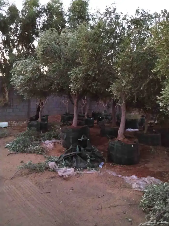 اشجار زيتون معمر ومحضان للبيع جميع النواعه 6