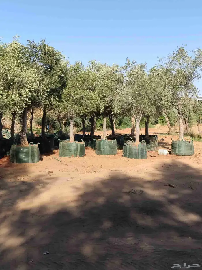 اشجار زيتون معمر ومحضان للبيع جميع النواعه 4