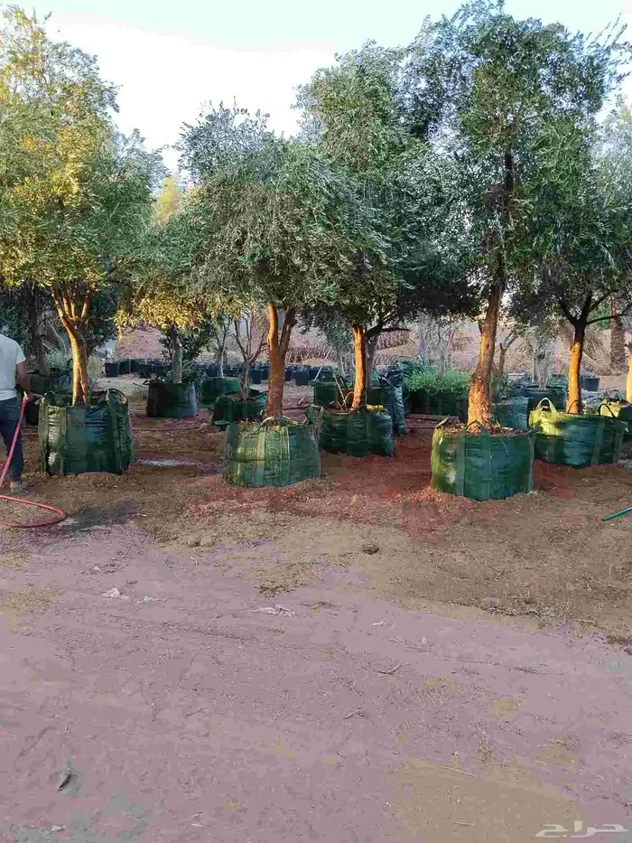 اشجار زيتون معمر ومحضان للبيع جميع النواعه 1