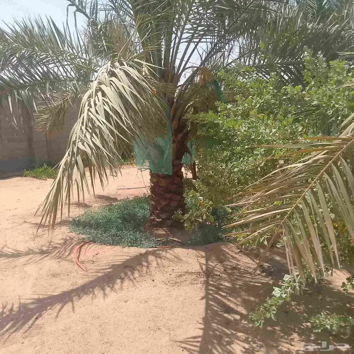 نخل نقايل وفسايل 1