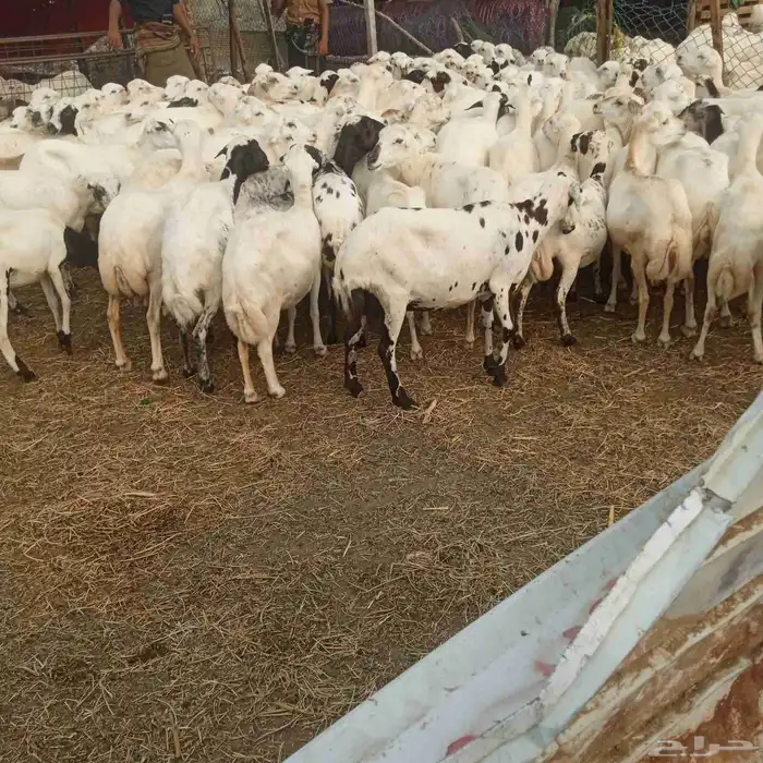 يوجد لدينا ضان رفيديات قرايب موالدات الموق جيزان 0