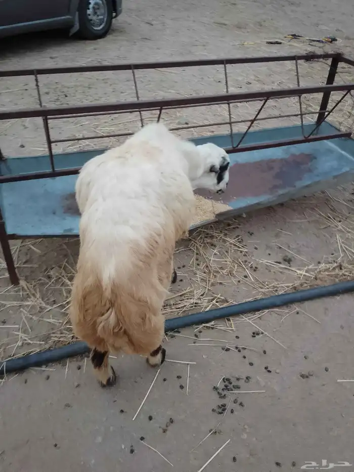 خروف فحل أو ذبيحه مد جرم السن جدع الموقع العيدابي 0