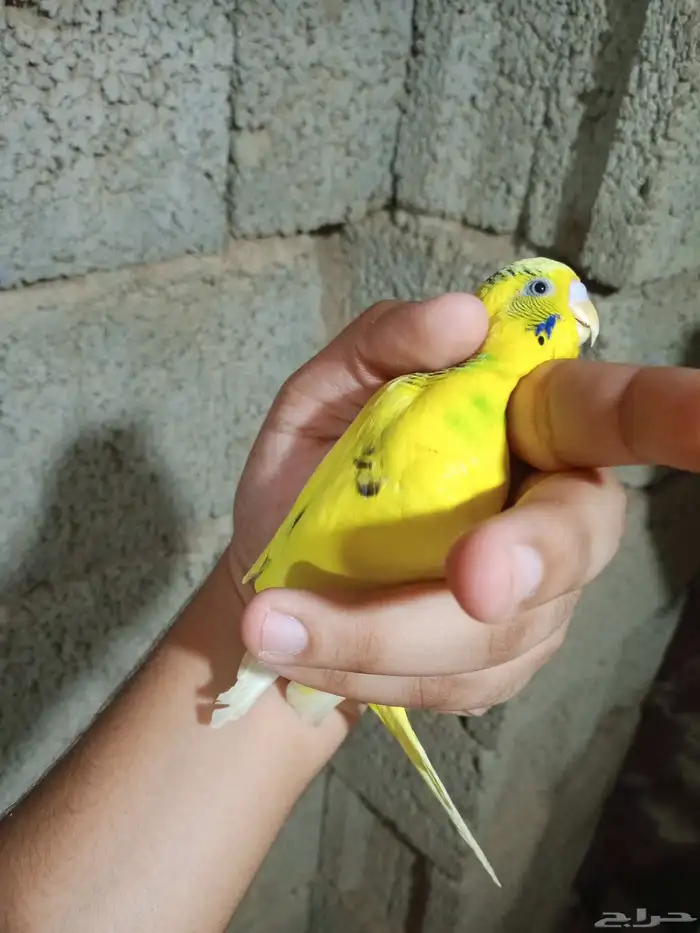 زوج بادجي للبيع 2