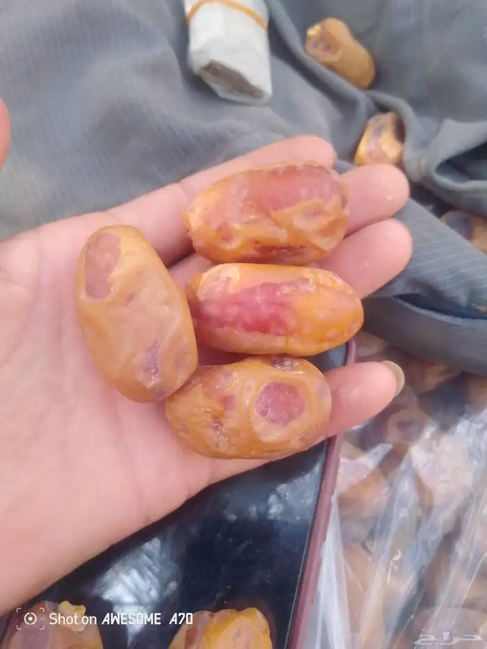 اليوم عندنا اتمر حبه طيبة وفخخر الموقع القرنه توصل جول وتساب 0