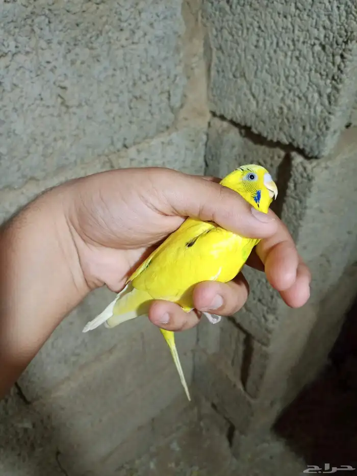 زوج بادجي للبيع 1