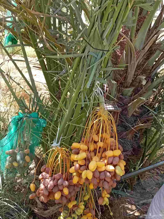 نخيل للبيع وشاري يسوم جمله وتفرد حتا واحده 4