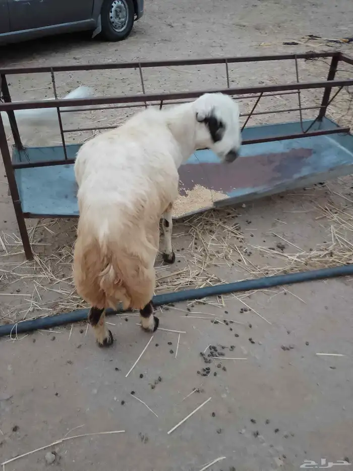 خروف فحل أو ذبيحه مد جرم السن جدع الموقع العيدابي 1