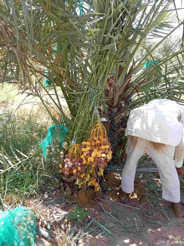 نخيل للبيع وشاري يسوم جمله وتفرد حتا واحده 2