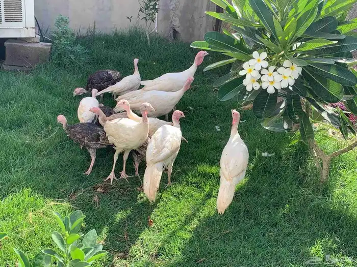 دجاج رومي جمد التواصل وتساب 0