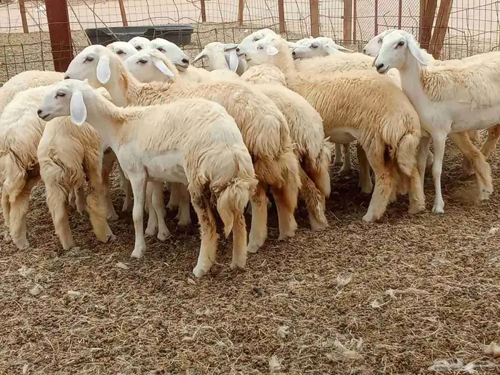 رخال العدد 17 0