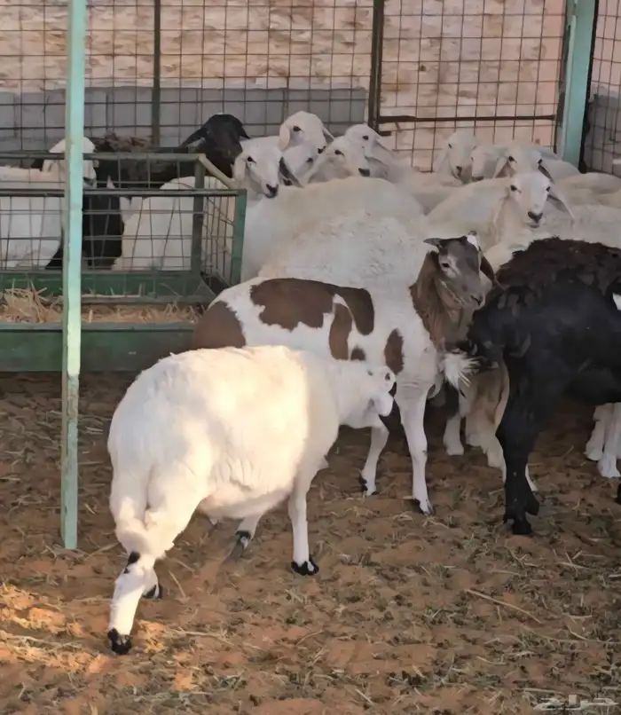 هرافى للبيع عدد 2 0