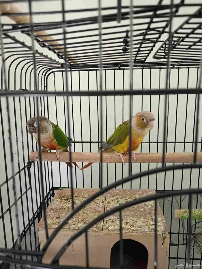 بسبب السفر مجموعة طيور للبيع(جملة) 26