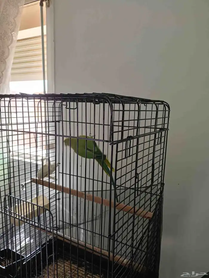 بسبب السفر مجموعة طيور للبيع(جملة) 29