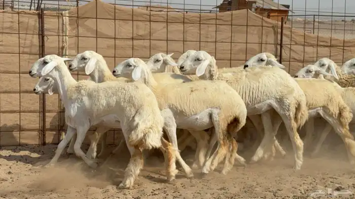 غنم حريات رخال جدعات 5