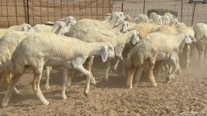 غنم حريات رخال جدعات 2