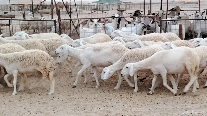 رخال مقاني من 1480 نهائي وغير قابل للتفاوض من شرا يربح 21