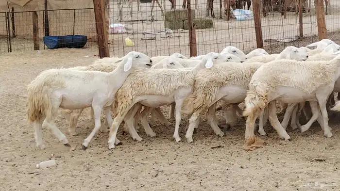 رخال مقاني من 1480 نهائي وغير قابل للتفاوض من شرا يربح 0