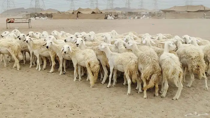 رخال مقاني من 1480 نهائي وغير قابل للتفاوض من شرا يربح 17