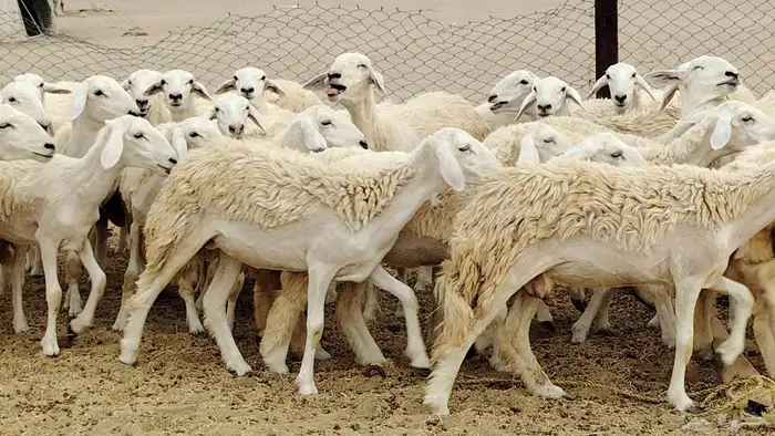 رخال مقاني من 1480 نهائي وغير قابل للتفاوض من شرا يربح 4