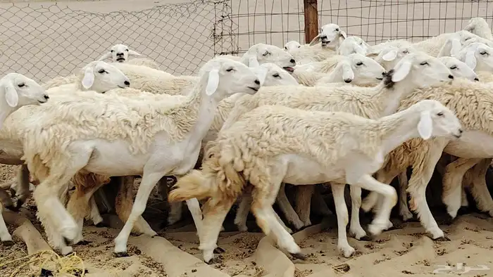 رخال مقاني من 1480 نهائي وغير قابل للتفاوض من شرا يربح 9