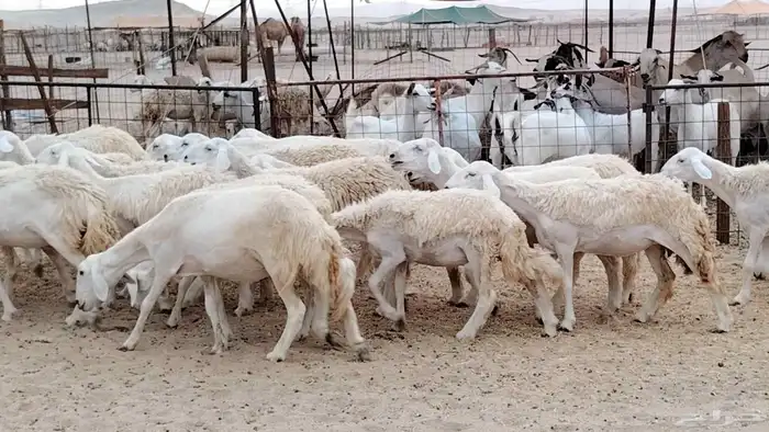 رخال مقاني من 1480 نهائي وغير قابل للتفاوض من شرا يربح 7