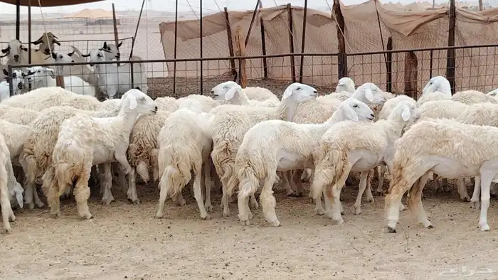 رخال مقاني من 1480 نهائي وغير قابل للتفاوض من شرا يربح 16