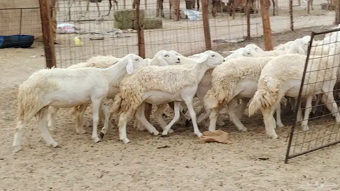 رخال مقاني من 1480 نهائي وغير قابل للتفاوض من شرا يربح 14
