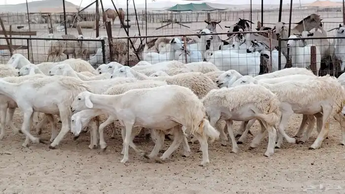 رخال مقاني من 1480 نهائي وغير قابل للتفاوض من شرا يربح 5