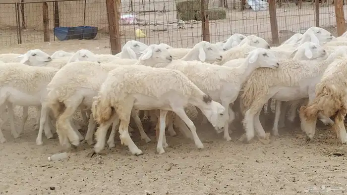 رخال مقاني من 1480 نهائي وغير قابل للتفاوض من شرا يربح 13