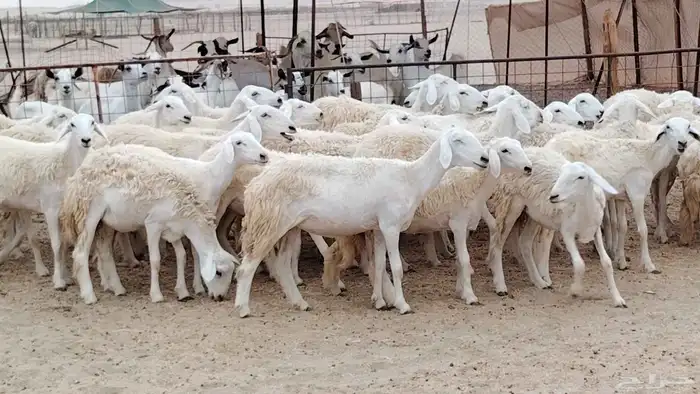 رخال مقاني من 1480 نهائي وغير قابل للتفاوض من شرا يربح 1