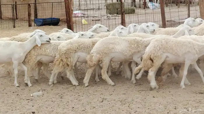 رخال مقاني من 1480 نهائي وغير قابل للتفاوض من شرا يربح 22