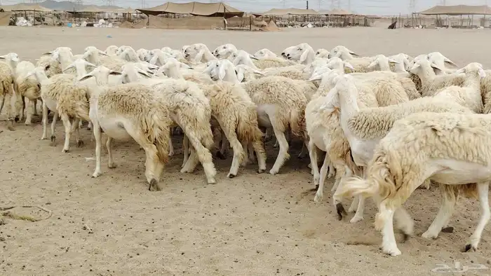 رخال مقاني من 1480 نهائي وغير قابل للتفاوض من شرا يربح 3