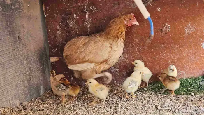 دجاج . دجاجة تحتها 7 فروخ 0