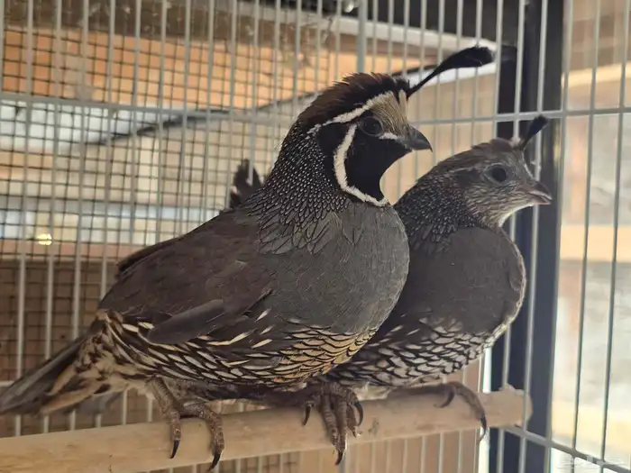 جوز سمان كاليفورنيا للبيع (تم البيع) 4