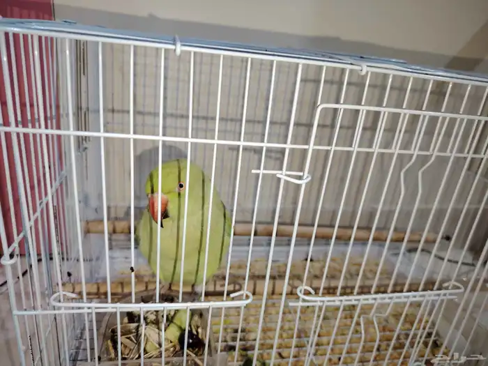 بغبغاء الدره نظيف جدا للبيع على 500ريال 1