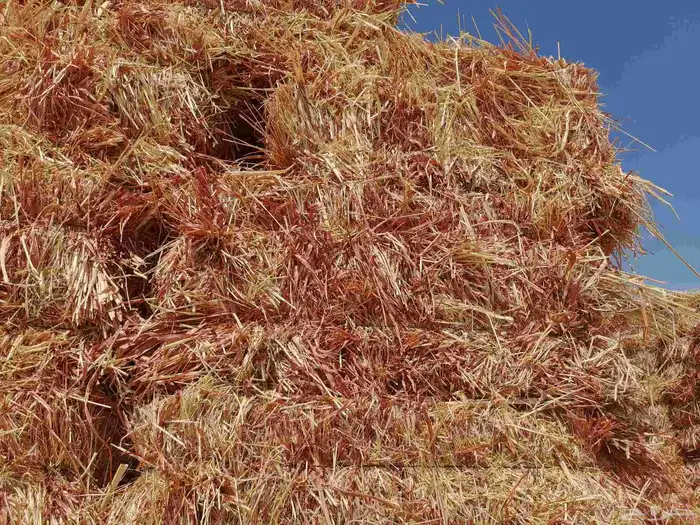 ذره جيزانيه حمراء 1