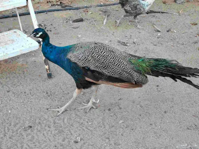 طاوووس 0