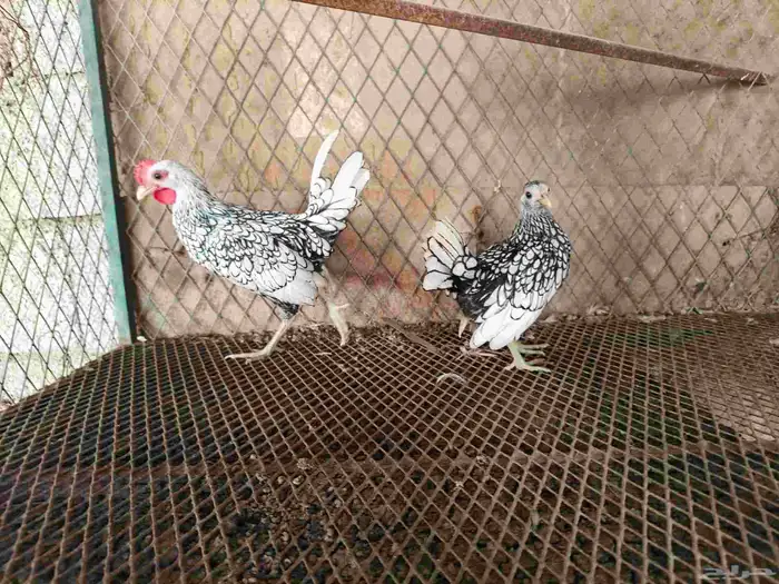 دجاج سبرايت تم تم البيع 0