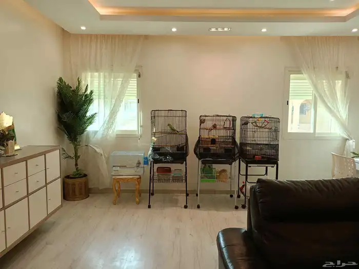 بسبب السفر مجموعة طيور للبيع(جملة) 0