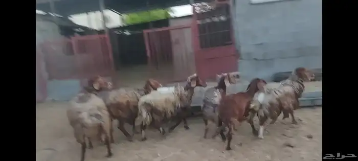 شوهات مع الفحل مهجنه 6