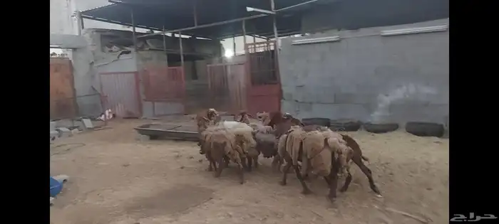 شوهات مع الفحل مهجنه 7