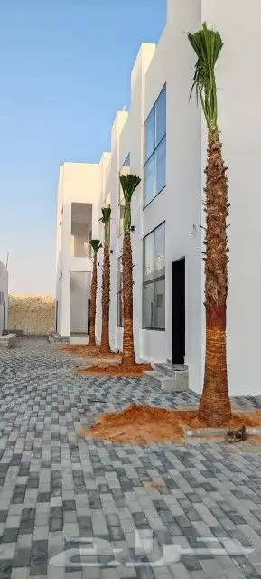 جهنمية أشجار شجر جهنمية نخل واشنطني نخيل عربي مثمر 3