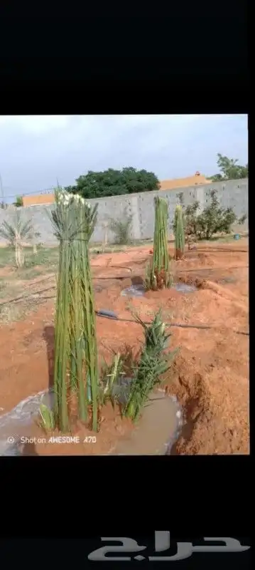 مرت شقراء المزاحمية الغاط الزلفي 3