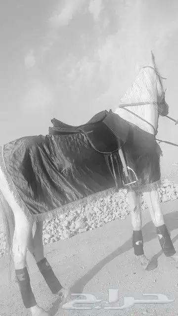 خيول وجمال وحنطور وسياسي ودبابات للايجار 1