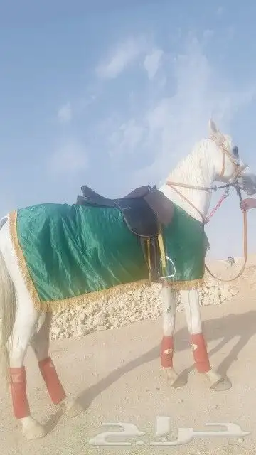 خيول وجمال وحنطور وسياسي ودبابات للايجار 2