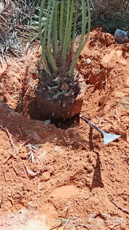 نخل مثمر للبيع وقلع وغرس النخيل 1