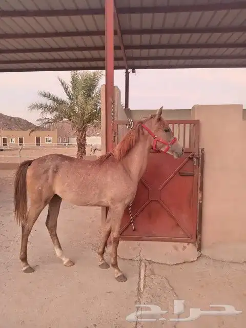 مهرة شعبية 0