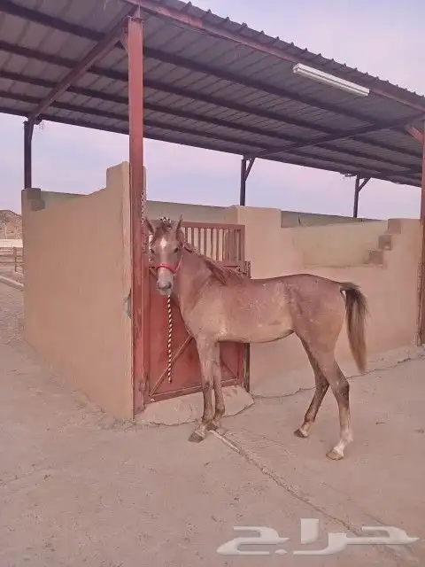 مهرة شعبية 1
