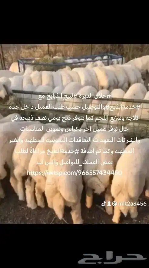 مزرعة حلال الديرة متخصصة في بيع الذبائح واللحوم الطازجة 3