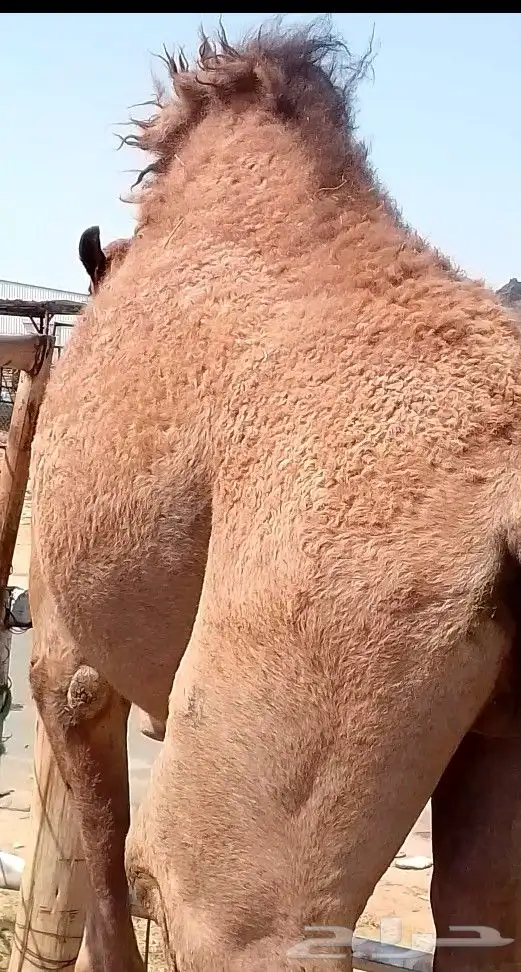 قعود بلدي كفو رقم اتواصل 0